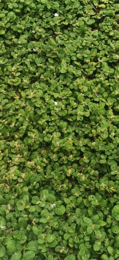 Alternanthera 11