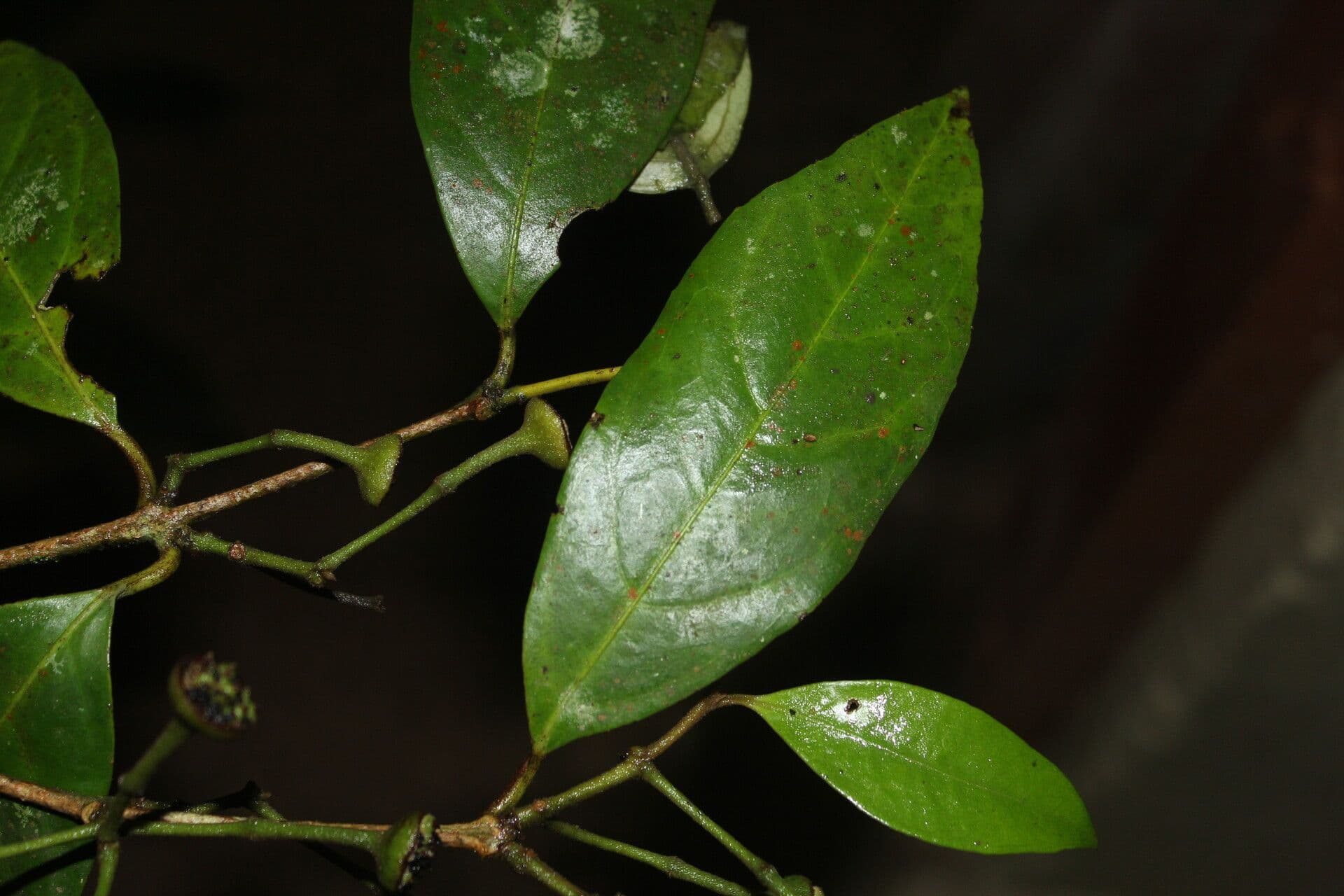 Mollinedia 5