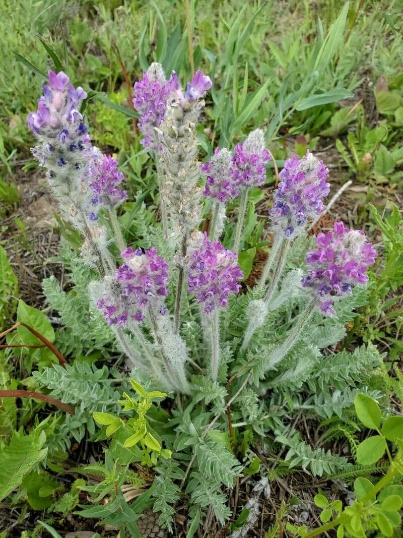 Oxytropis splendens 2