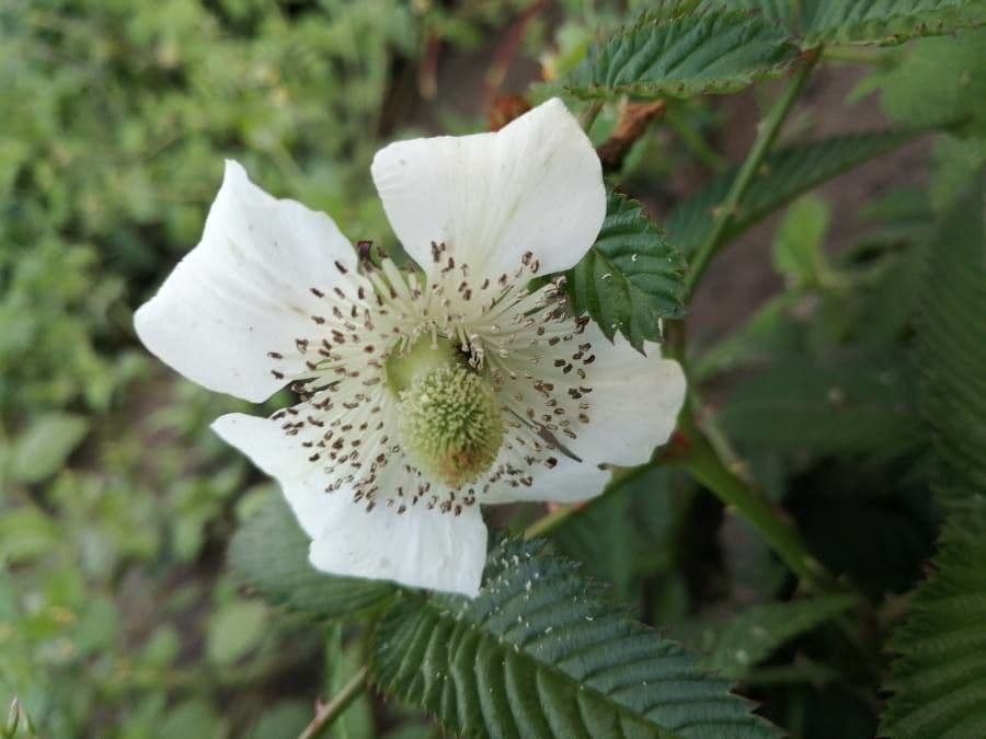 Rubus illecebrosus 9