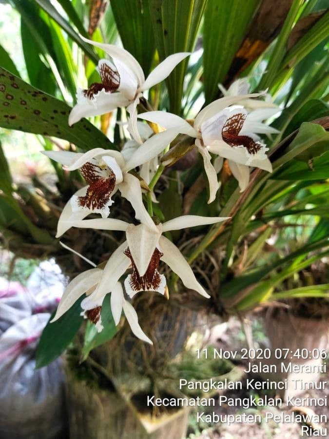 Coelogyne 5