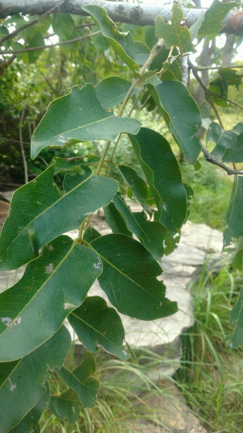 Pterocarpus erinaceus 13