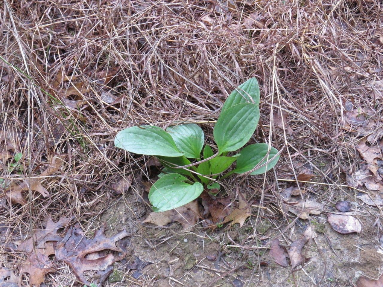Arnoglossum plantagineum 11