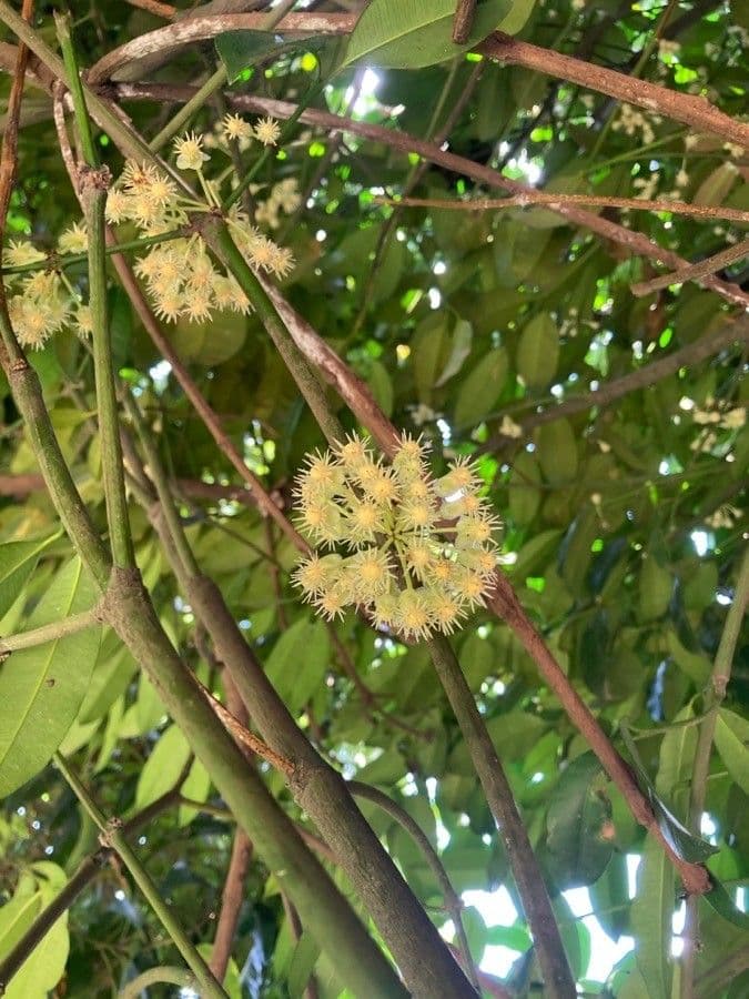 Garcinia 4