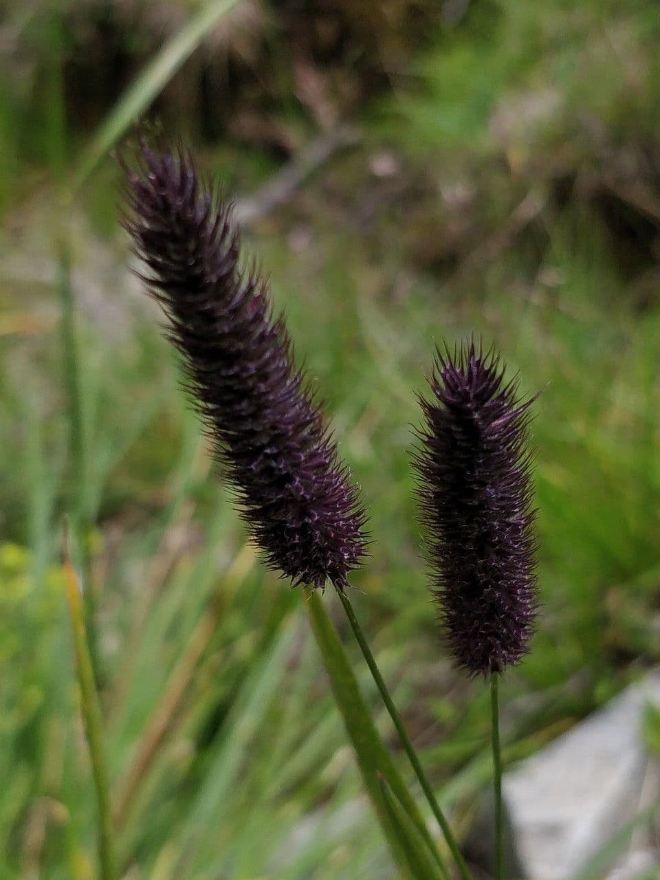 Codolina alpina 8