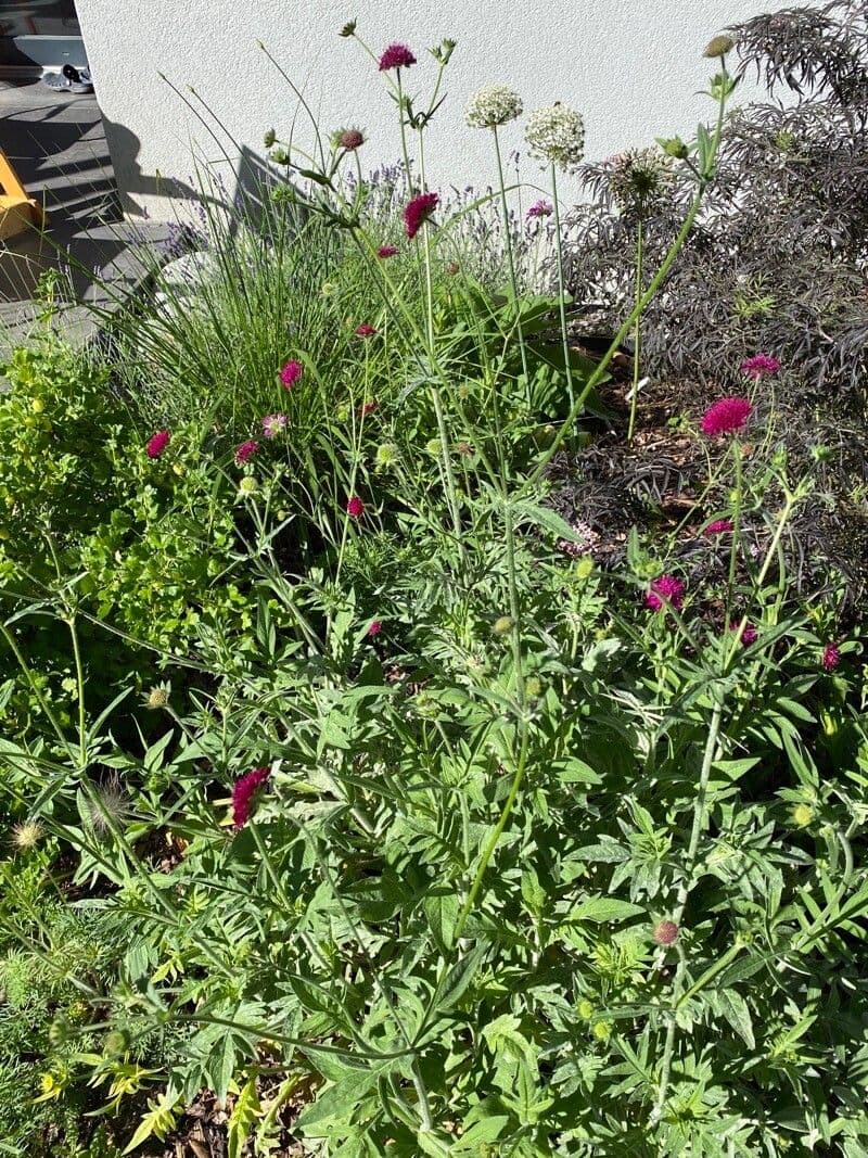 Knautia 13