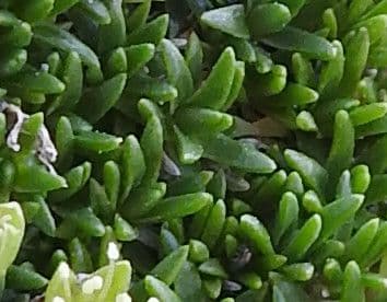 Minuartia sedoide 13