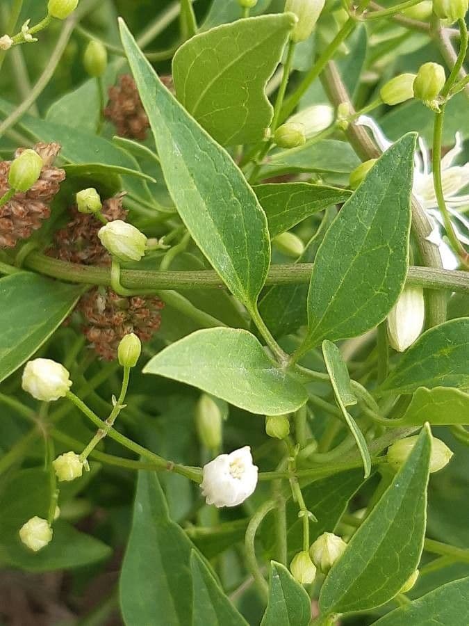 Clematítide 19