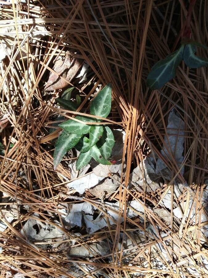 Chimaphila macchiata 20