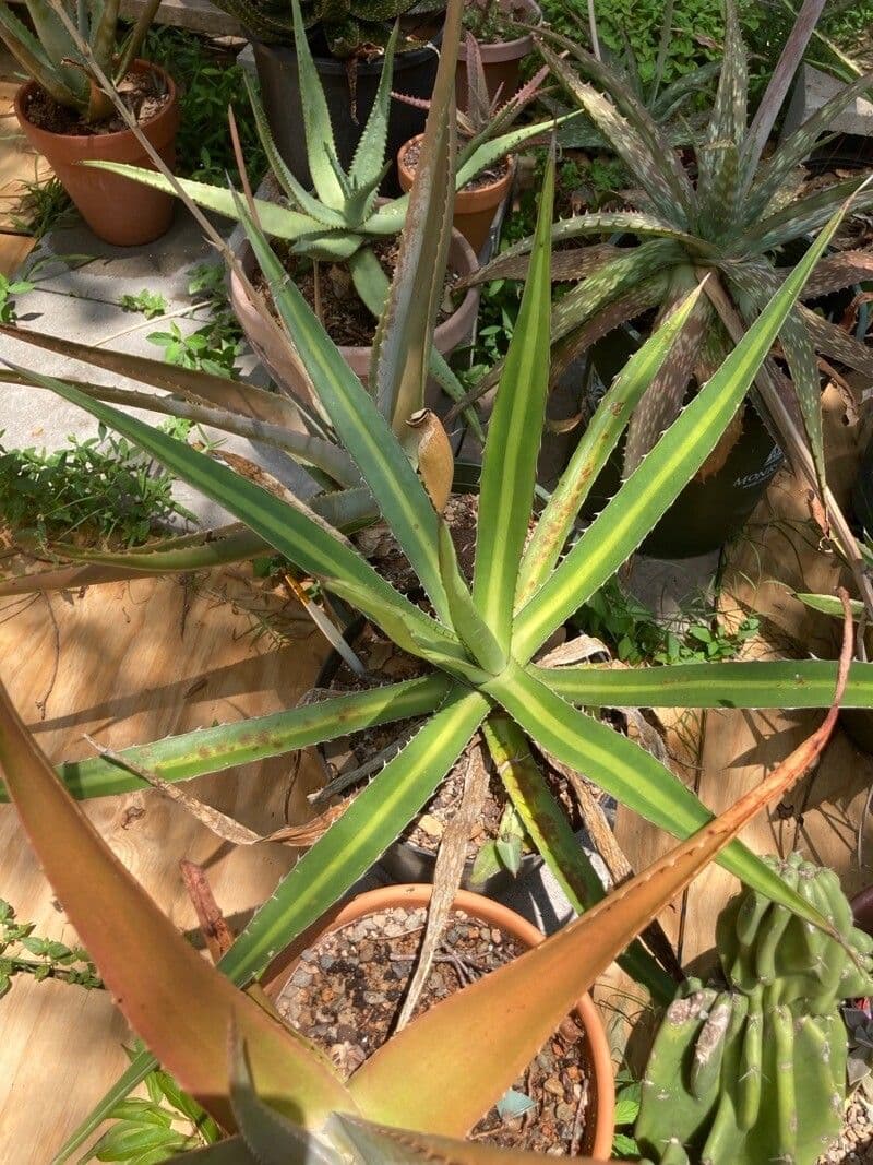 Agave