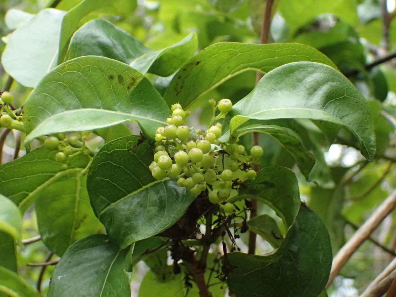 Danais 3