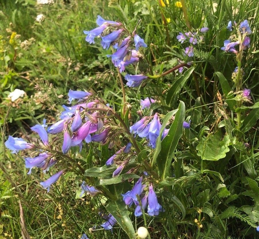 Penstemon 8