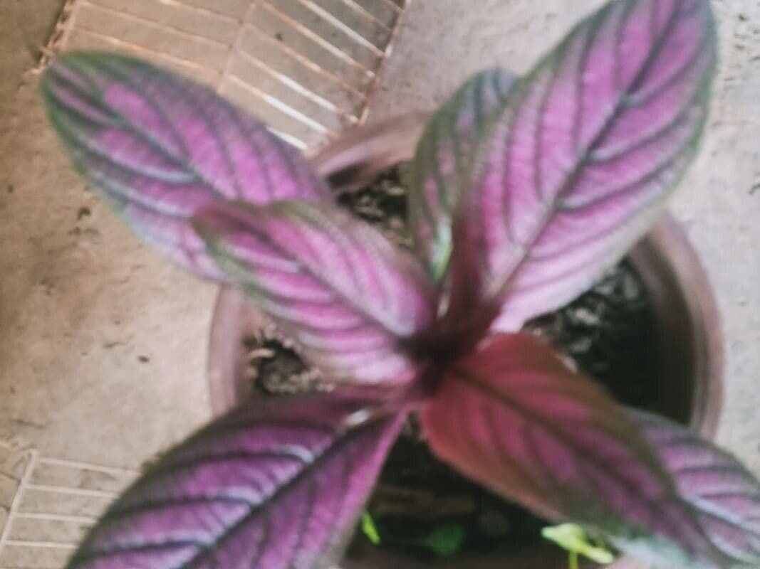 Strobilanthes