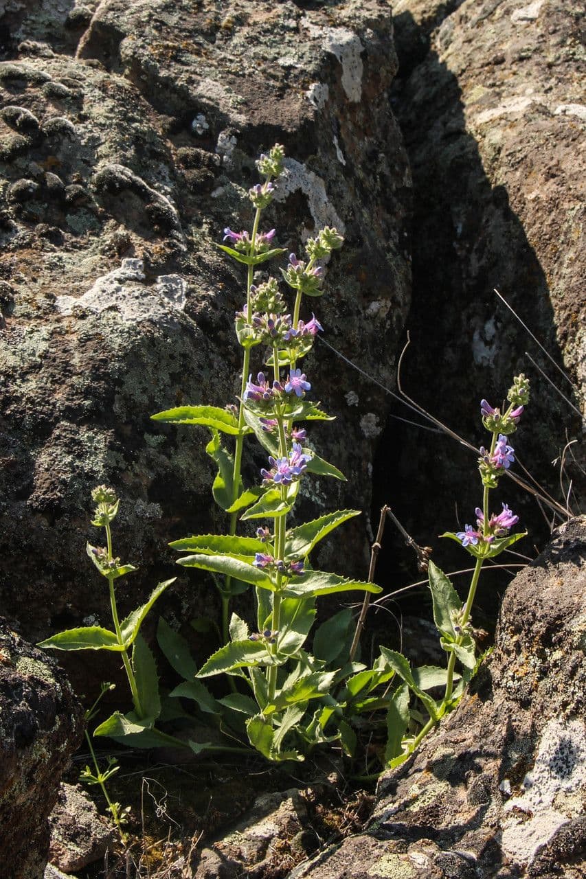 Penstemon 8