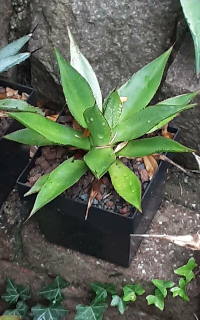 Agave 2
