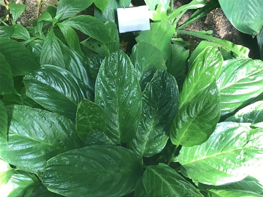 Tacca 19