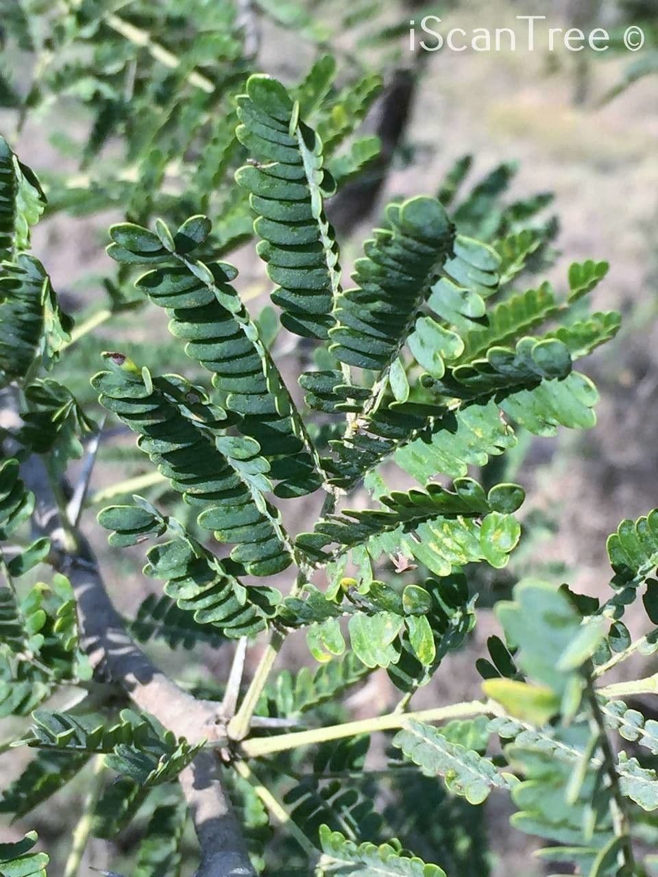 Vachellia gerrardii 7