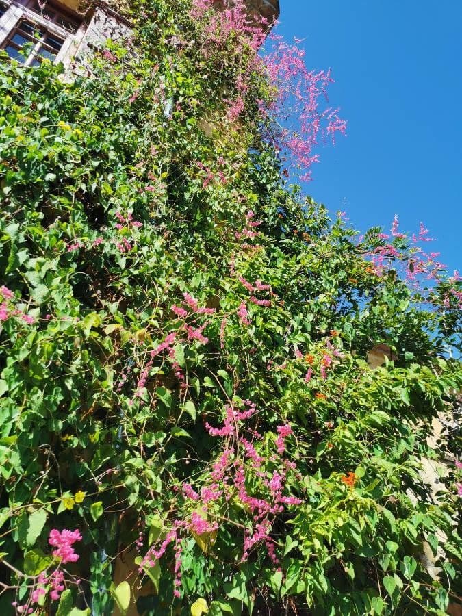 Antigonon leptopus 11