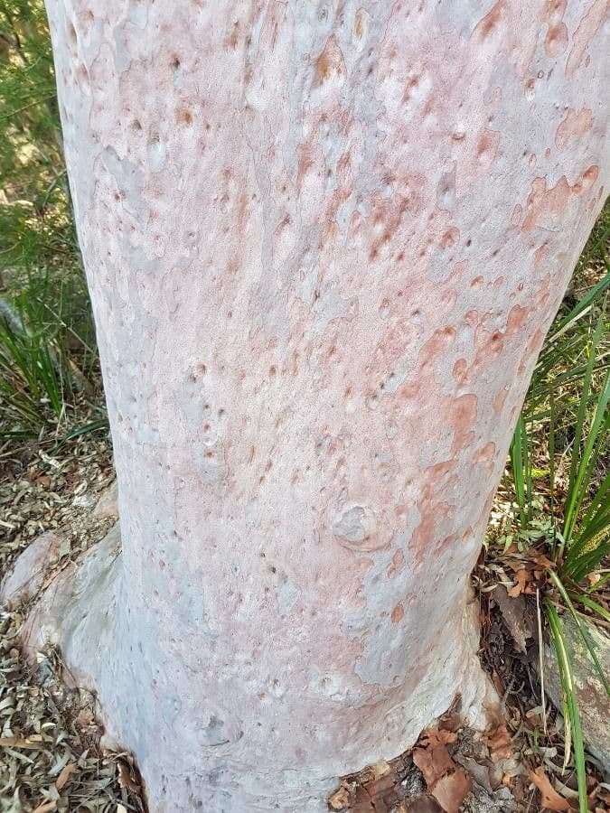 Angofora 3