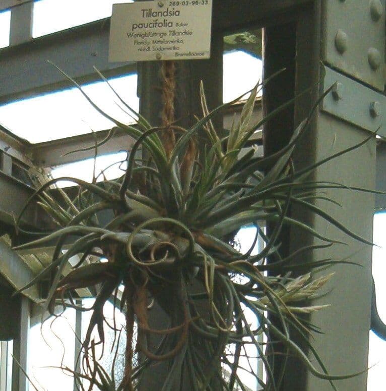 Tillandsia pancia 8