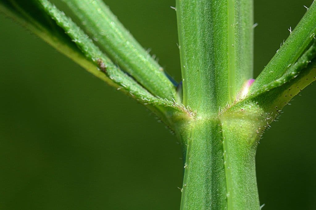 Verbena 21