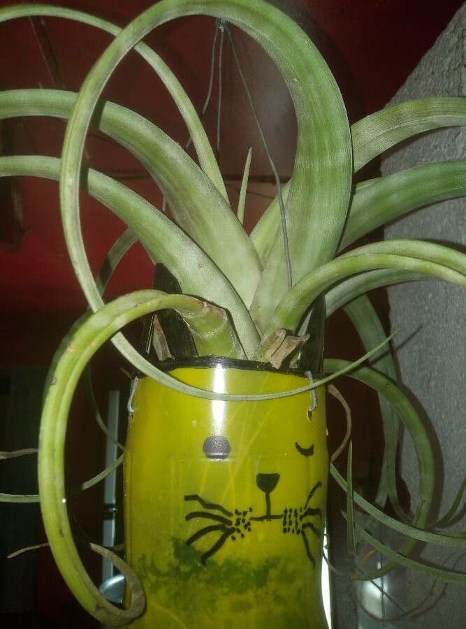 Tillandsia flexueuse 13