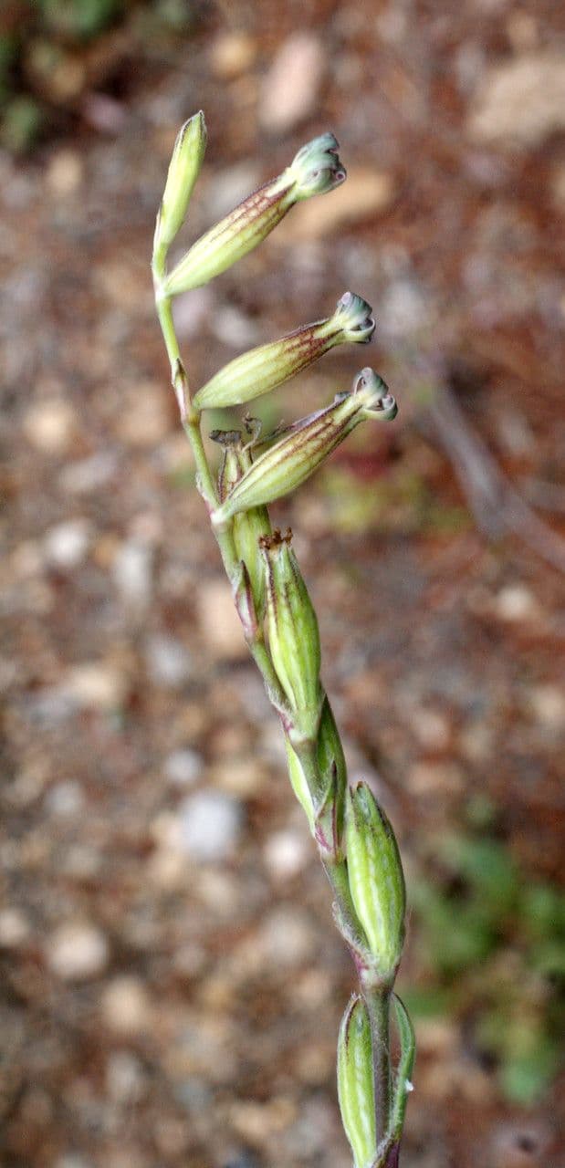 Mediterranean catchfly 5