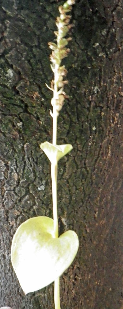 Gennaria diphylla 14