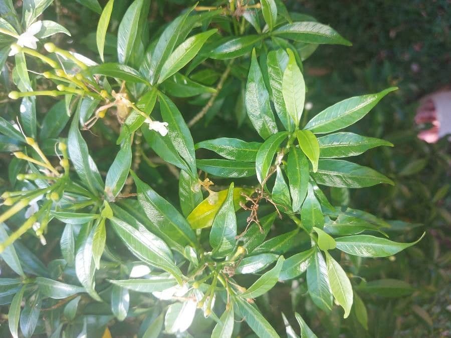 Pandacaqui 11