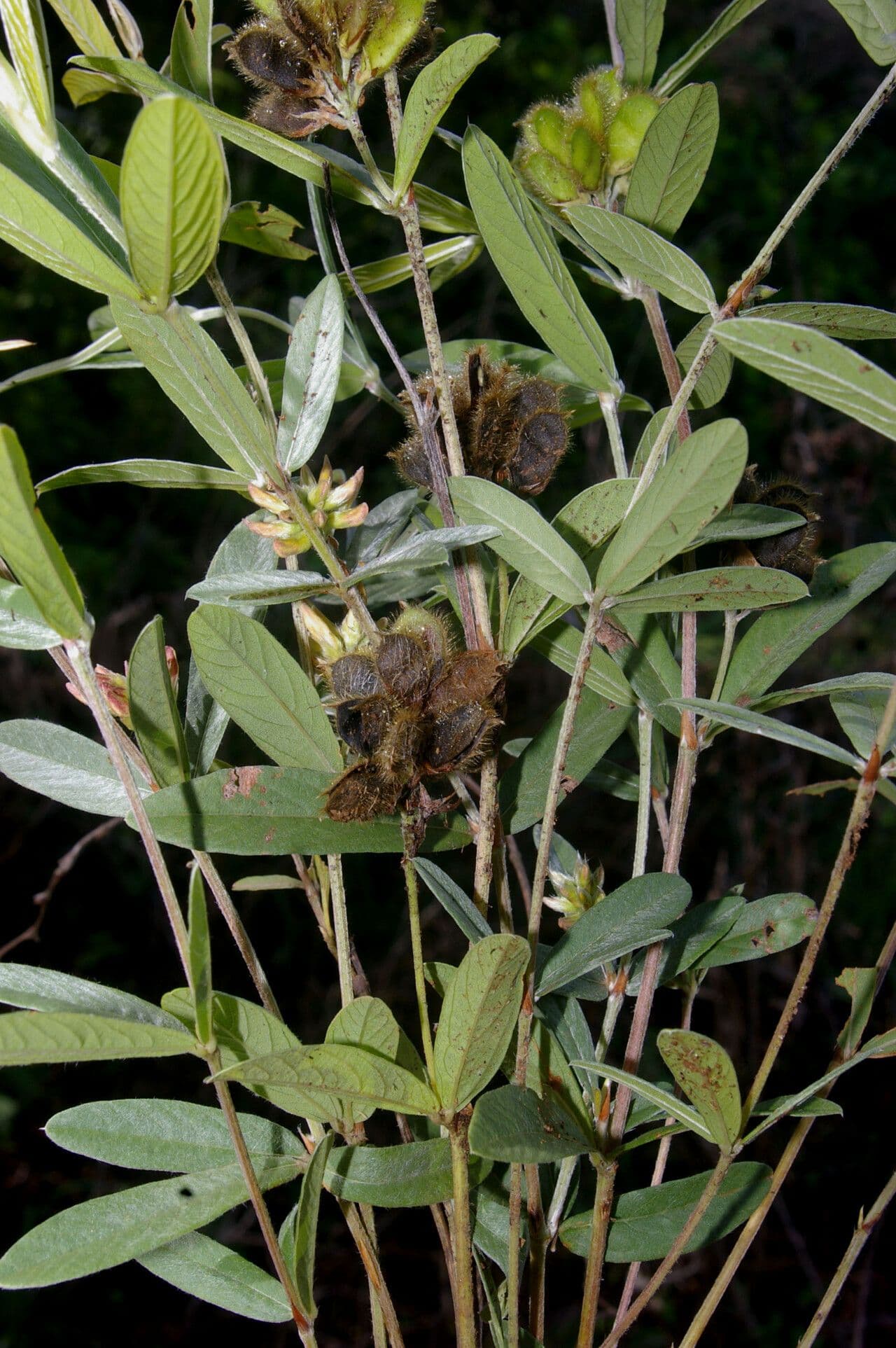 Eriosema