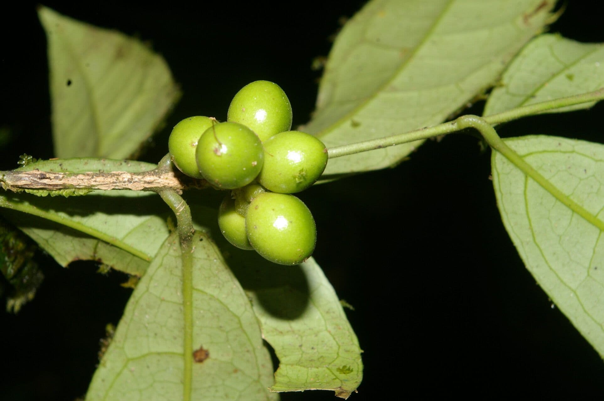Mollinedia a fiore verde