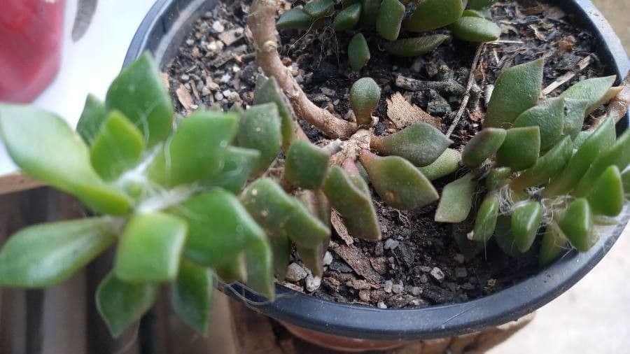 Anacampseros 13
