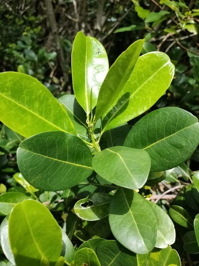 Acronychia imperforata 3