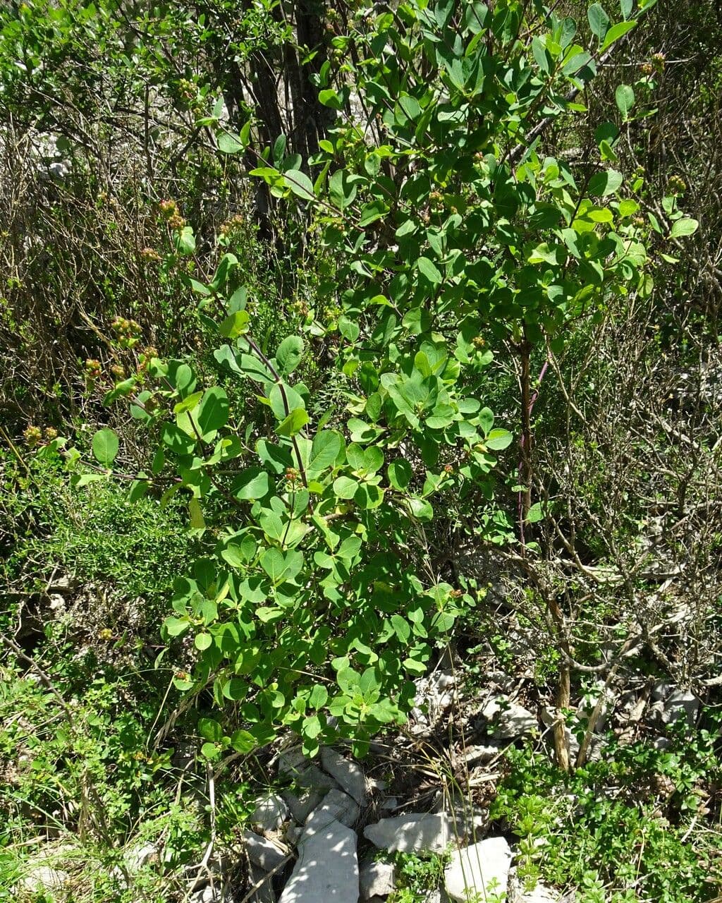 Caprifoglio etrusco 11