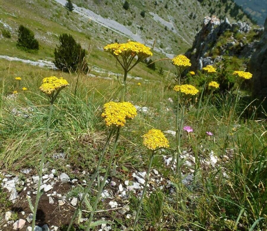 Achillea