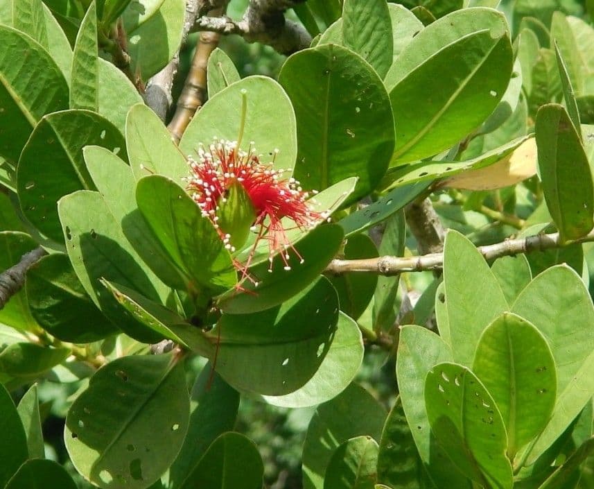 Mangrovia mela 13