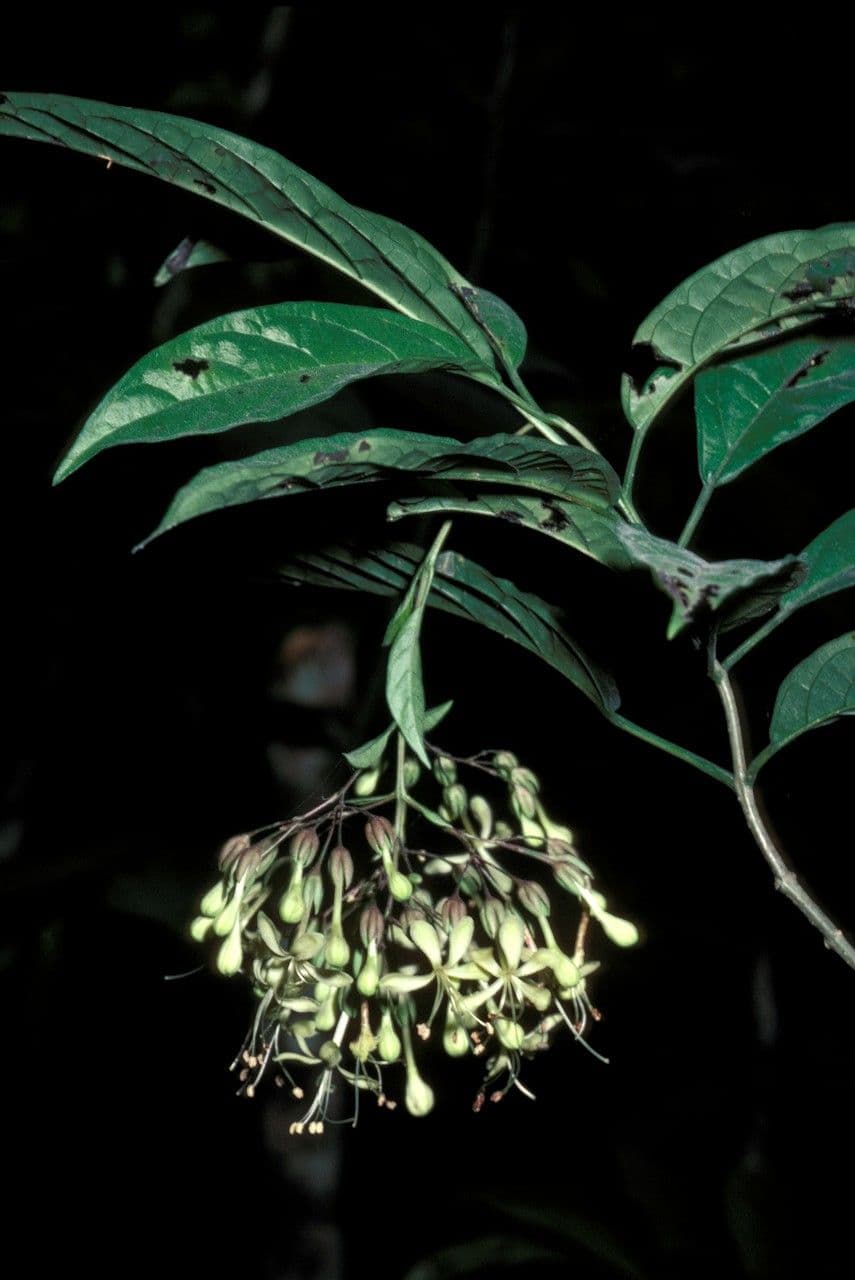 Ochran