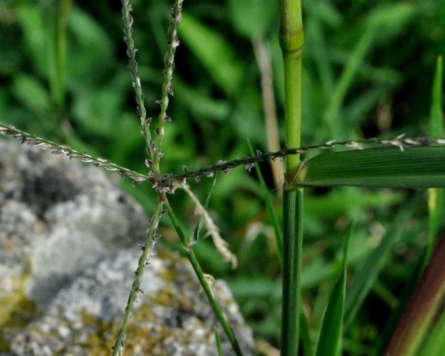 Dallisgras 12