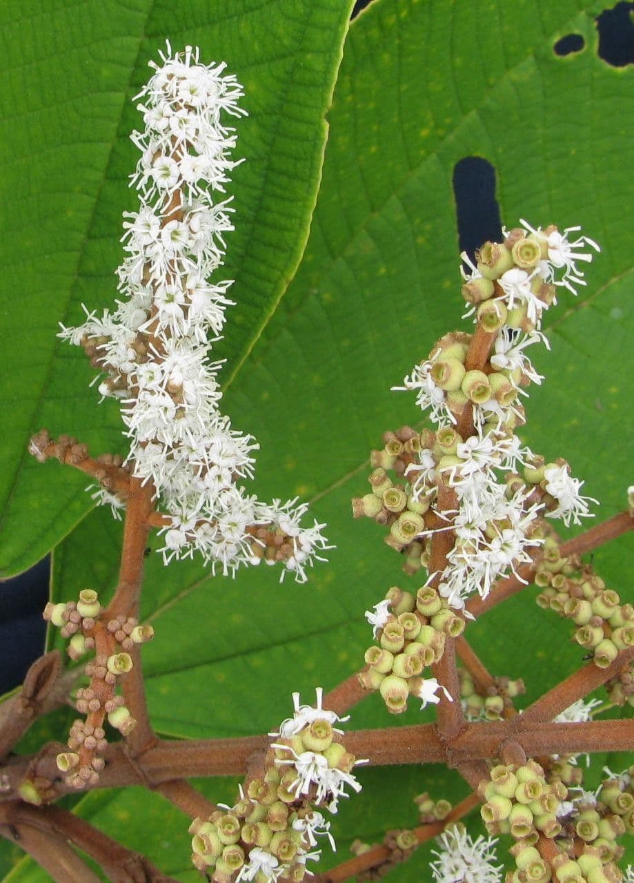 Miconia 4