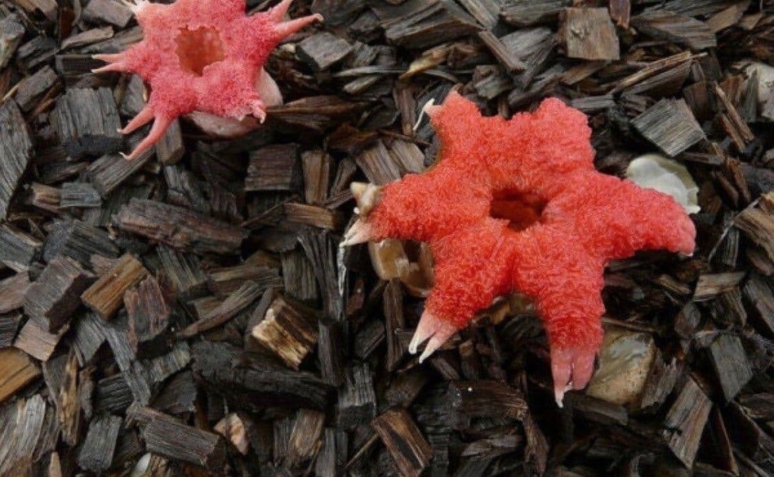 Hydnora 6