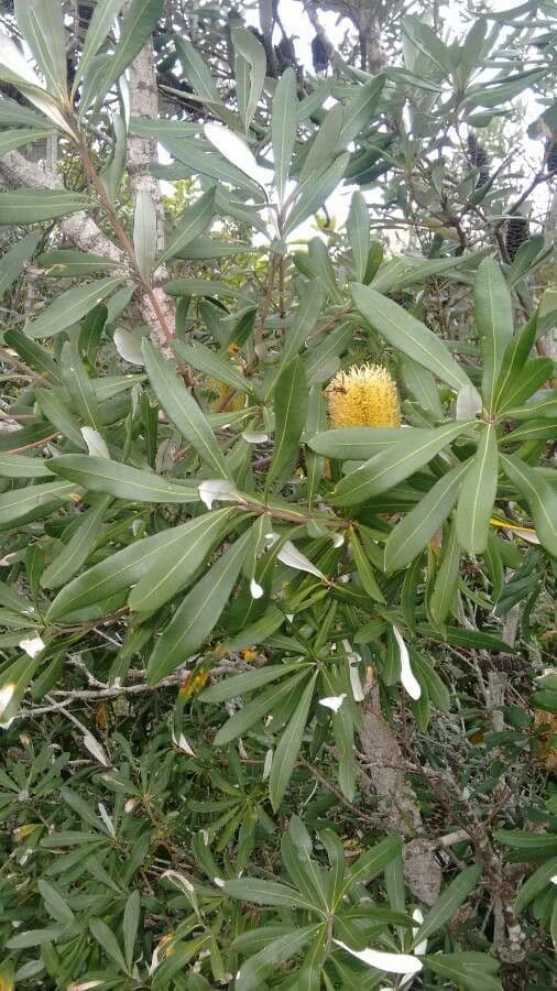 Banksia integrifolia 15