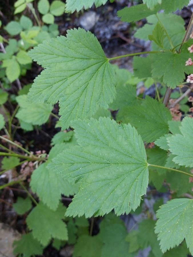 Ribes petraeum 16