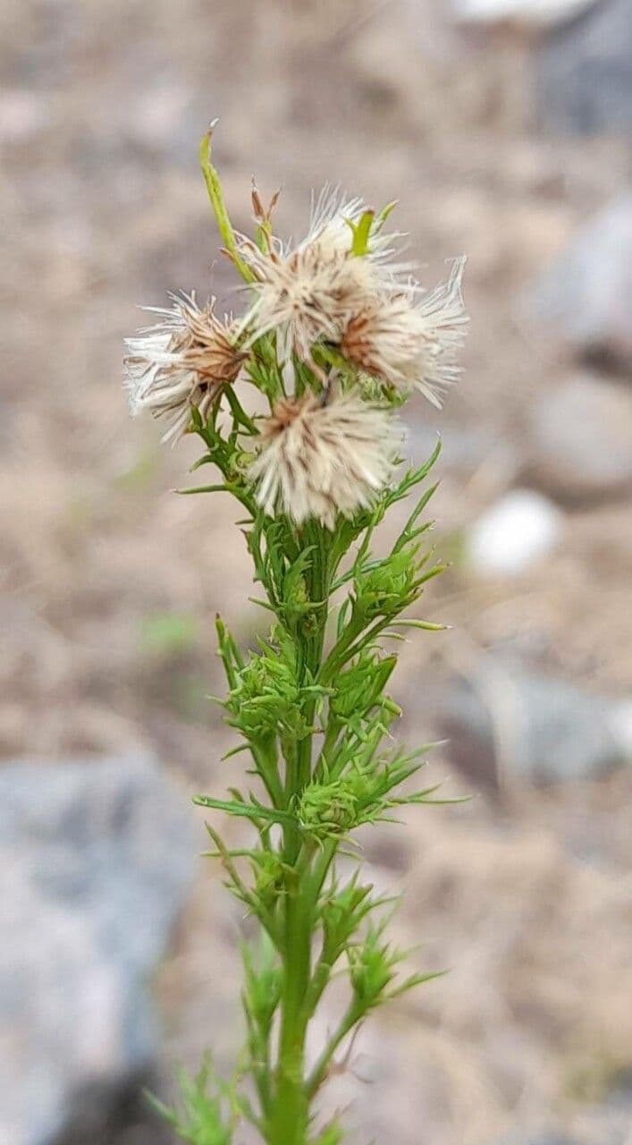 Baccharis 2