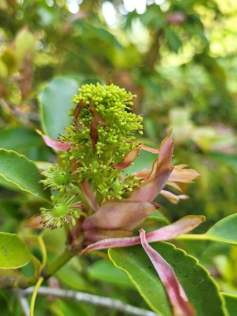 Trochodendron 7