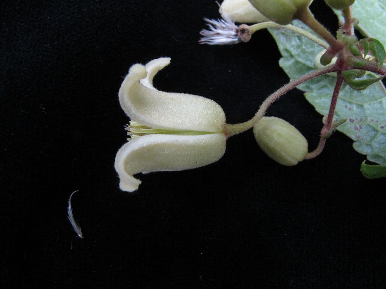 Clematis 3