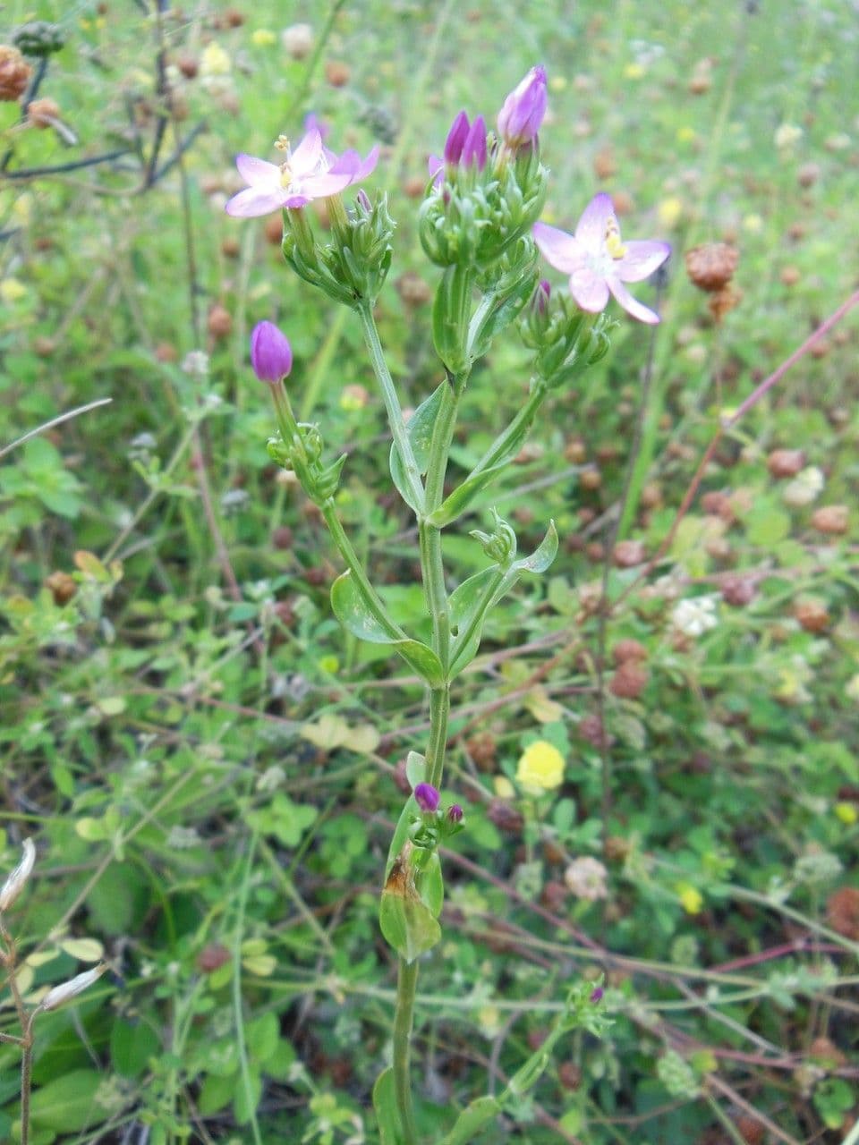 Centaurea minore 29