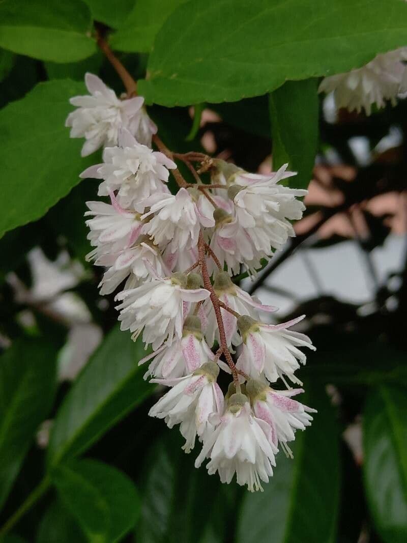 Deutzia scabra 18