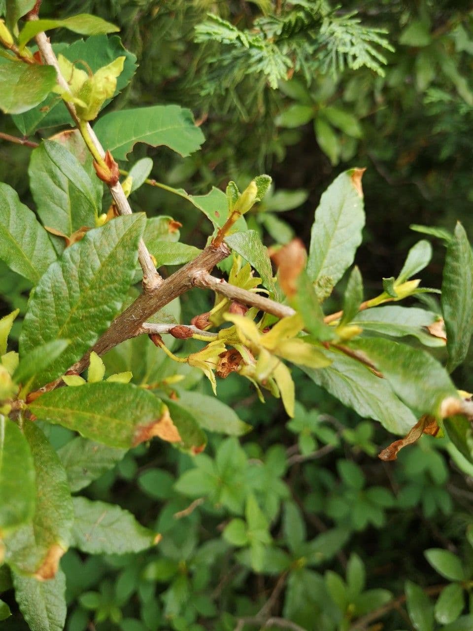 Rododendro albiflorum 7