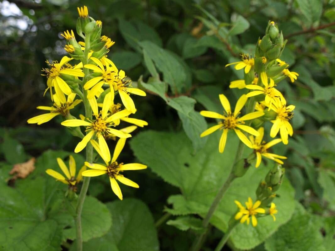 Ligularia