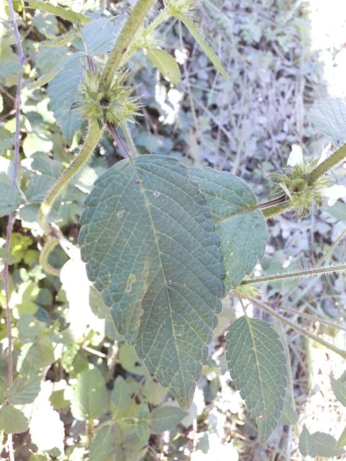 Canapa selvatica 17